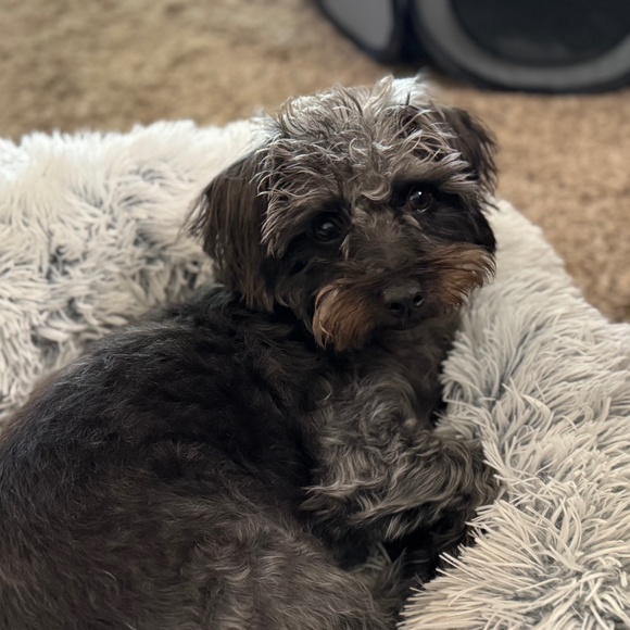 Meet your Posher, Maisal - Picture 1 of 1